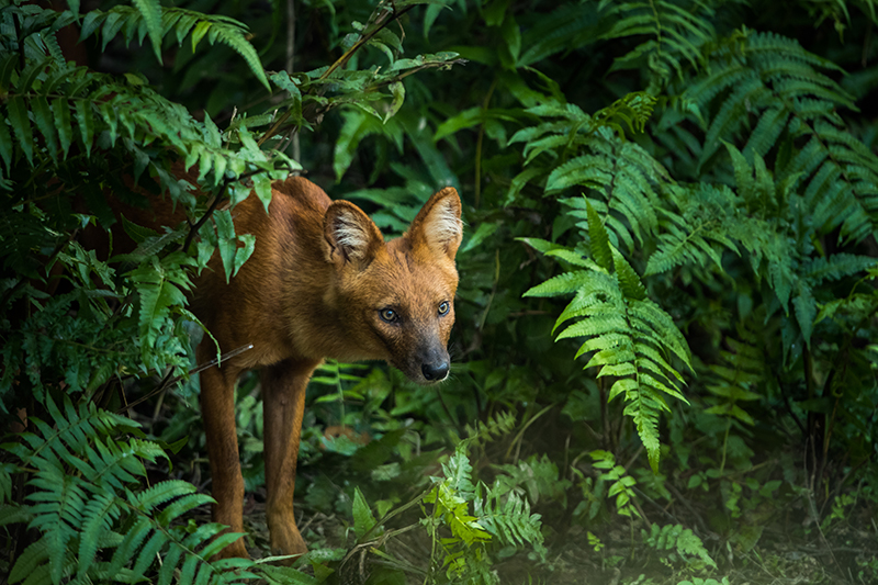 Saving the Whistling Dogs